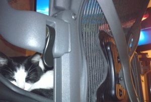 Aeron Chair Cat